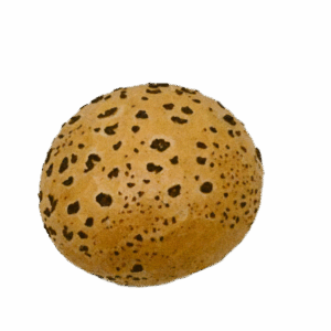 Tijger pistolet